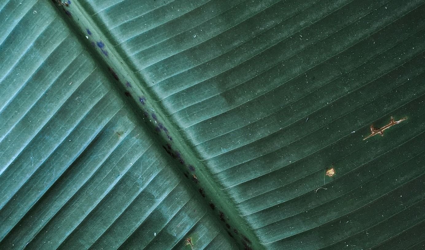 Close-up of a green leaf texture.